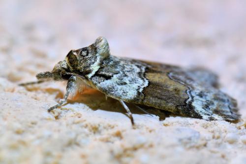 Nycteola siculana